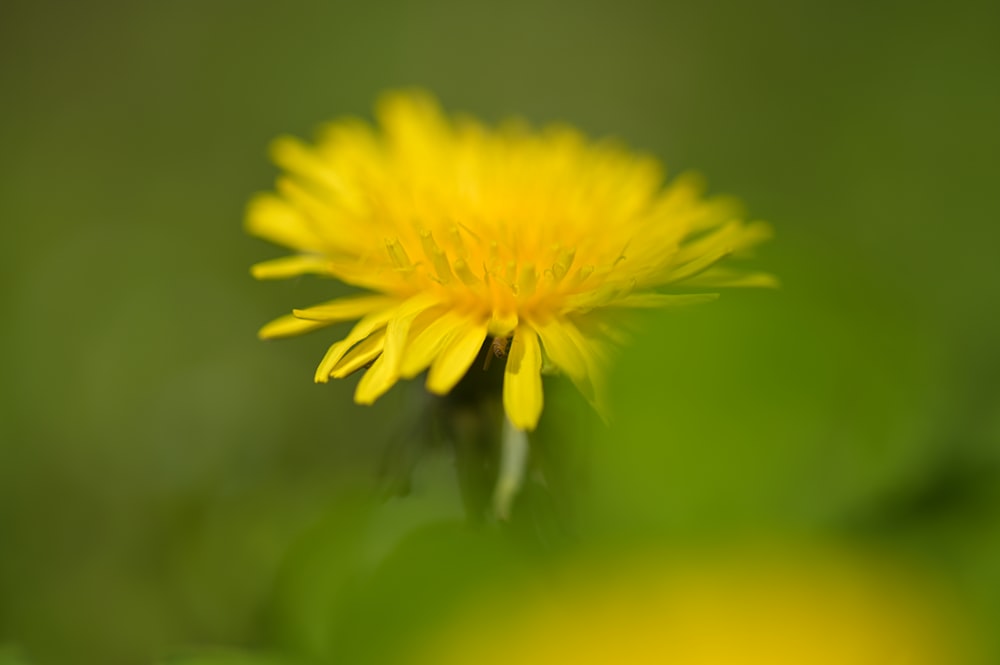 yellow flower in tilt shift lens