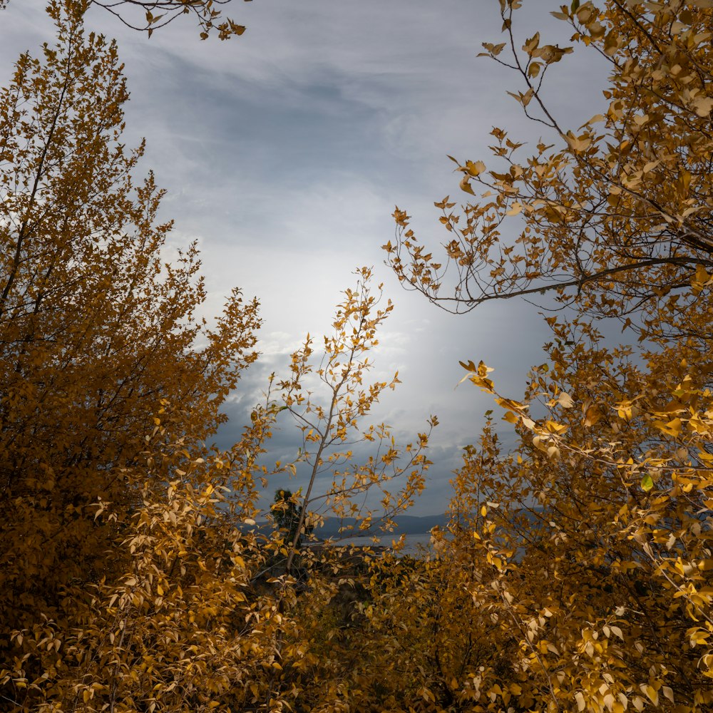 green and brown trees under cloudy sky during daytime