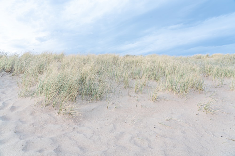 green grass on white sand during daytime