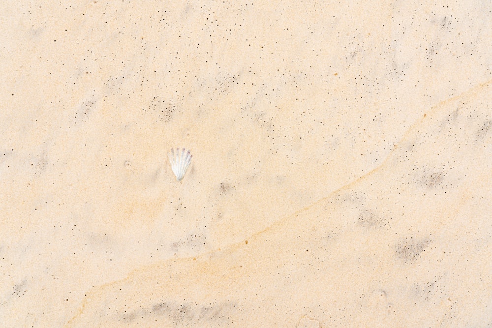 white bird on gray sand