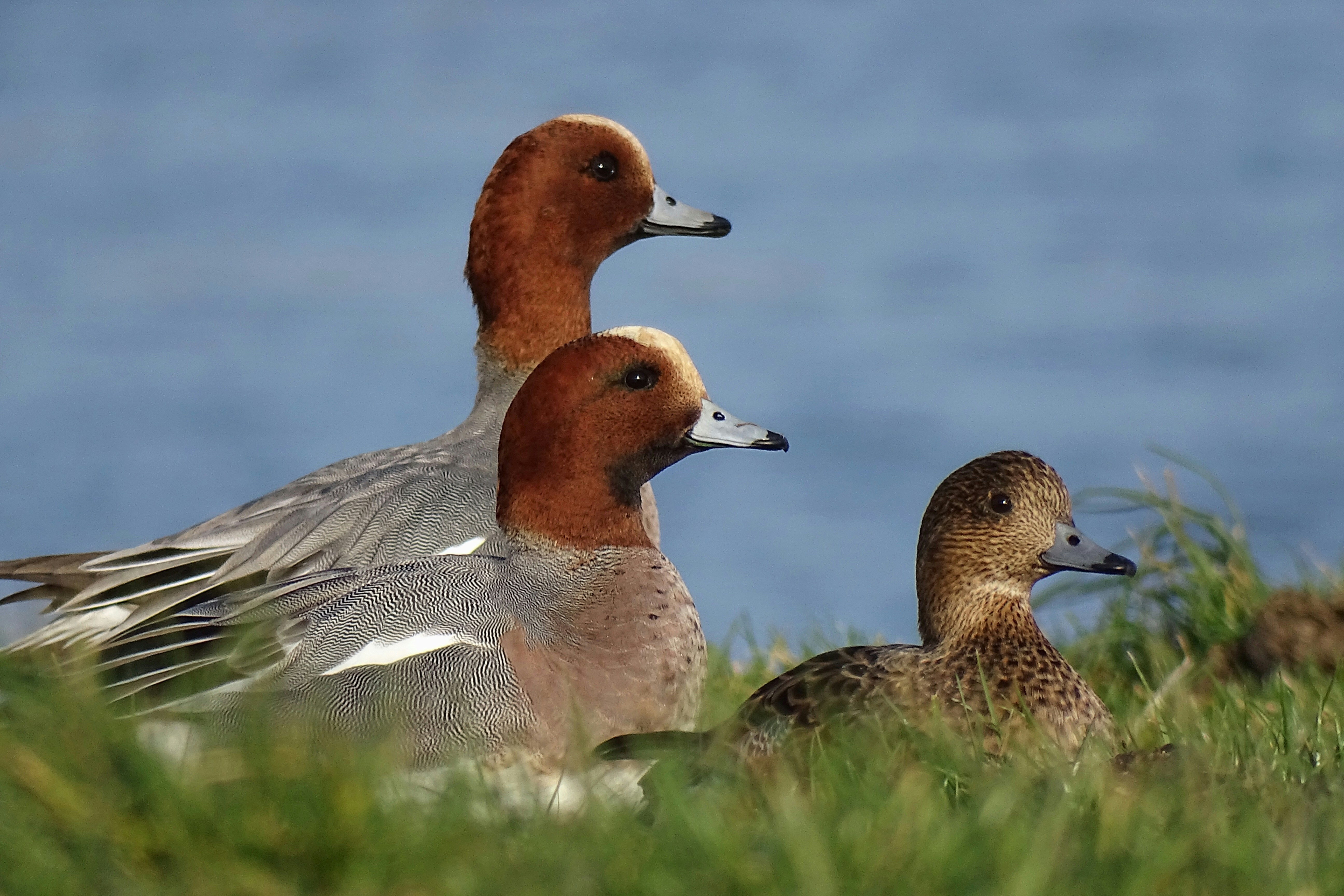 two brown and gray birds on green grass during daytime