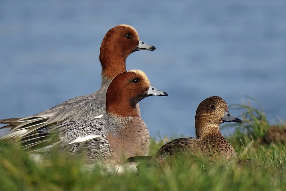 two brown and gray birds on green grass during daytime