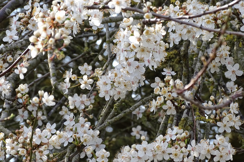 white cherry blossom in bloom during daytime