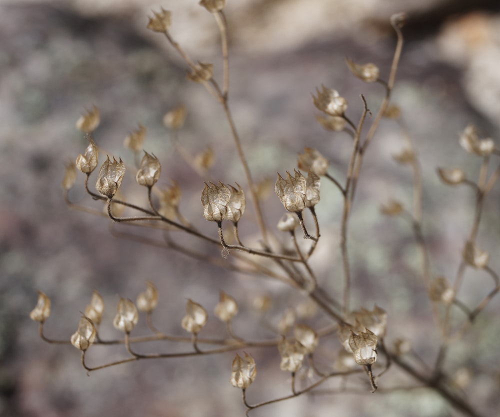 white flowers in tilt shift lens