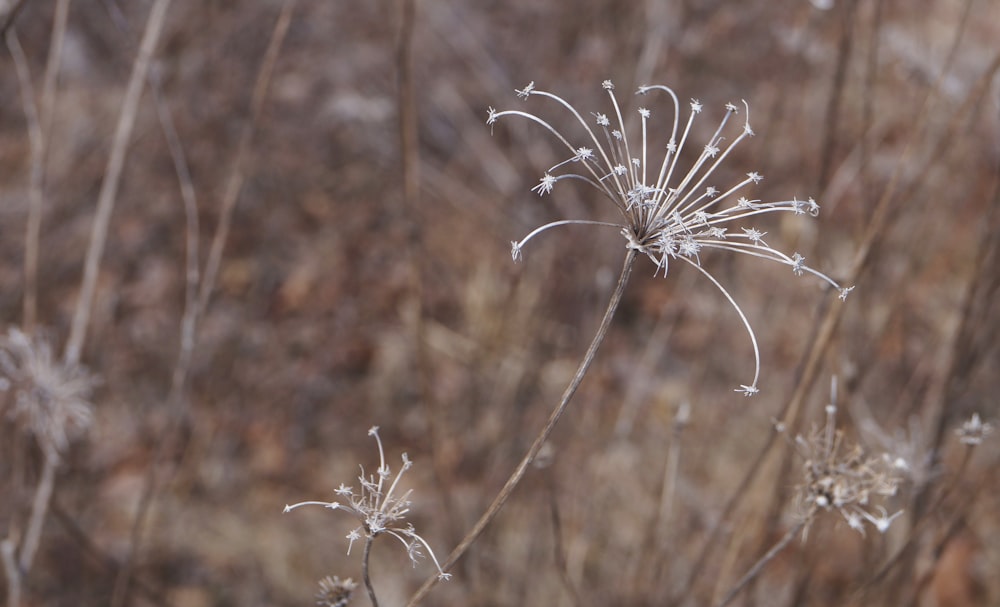 white flower in tilt shift lens