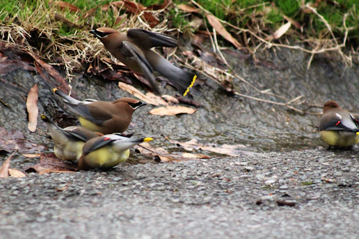 A group of excited travelers watching a colorful flock of birds near a waterhole.