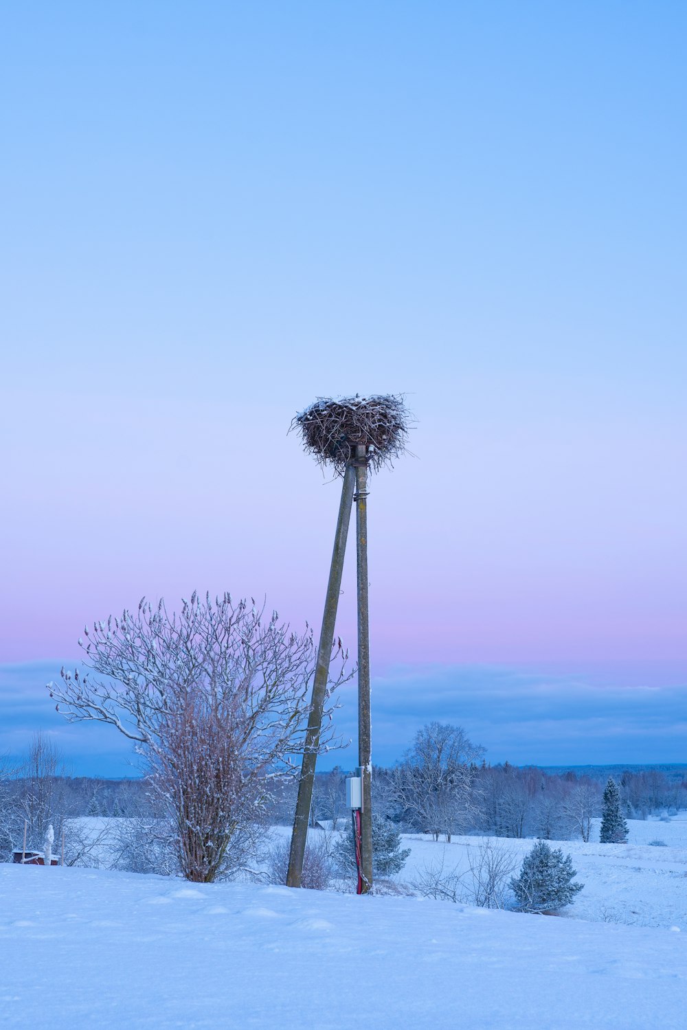 albero nudo su terreno coperto di neve sotto cielo blu durante il giorno