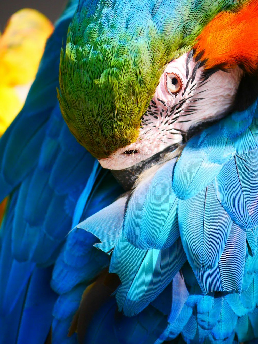 blue yellow and green parrot