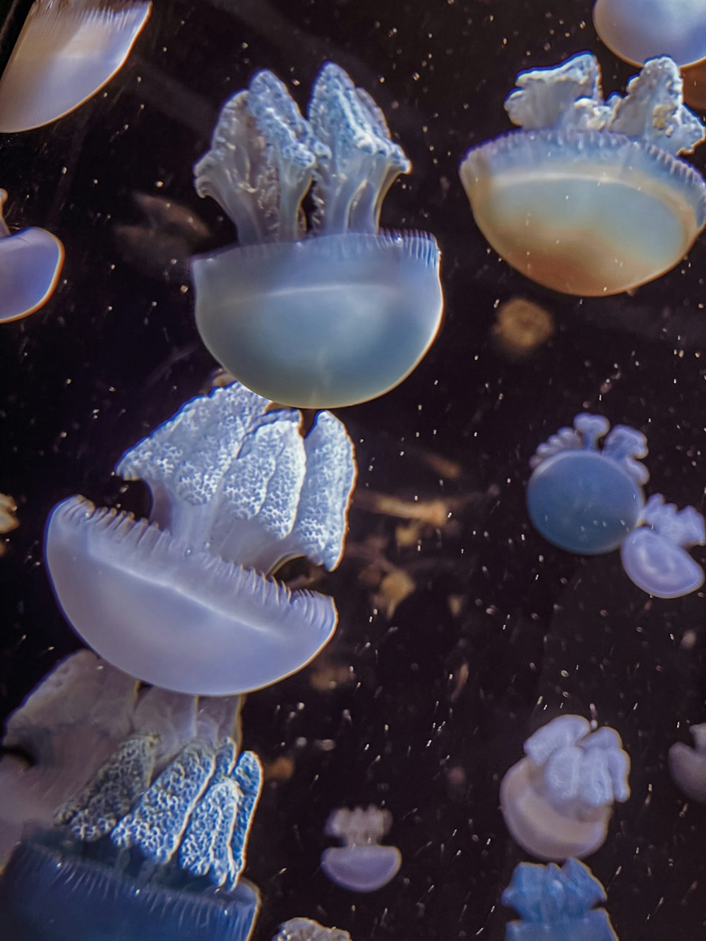 Medusas blancas en el agua durante el día