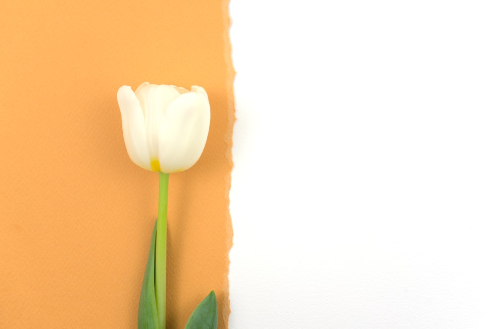 Tulipes blanches à feuilles vertes