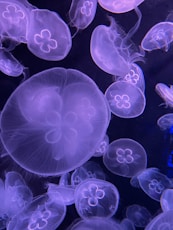 green and white jelly fish