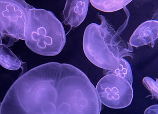 green and white jelly fish