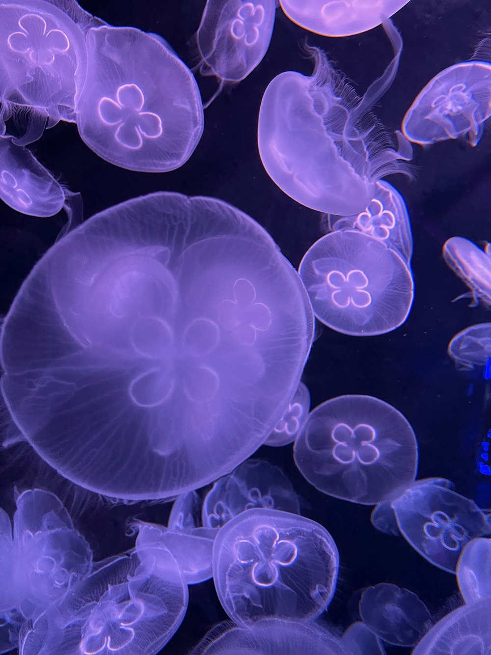 green and white jelly fish