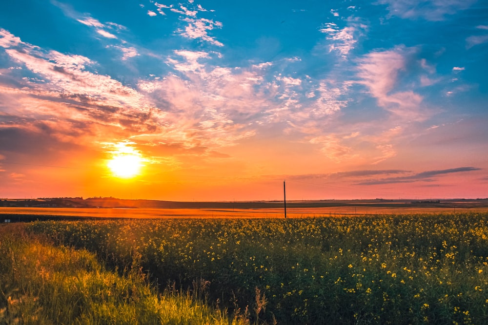 green grass field during sunset