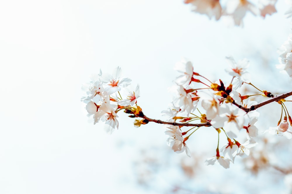 white and brown flower in tilt shift lens