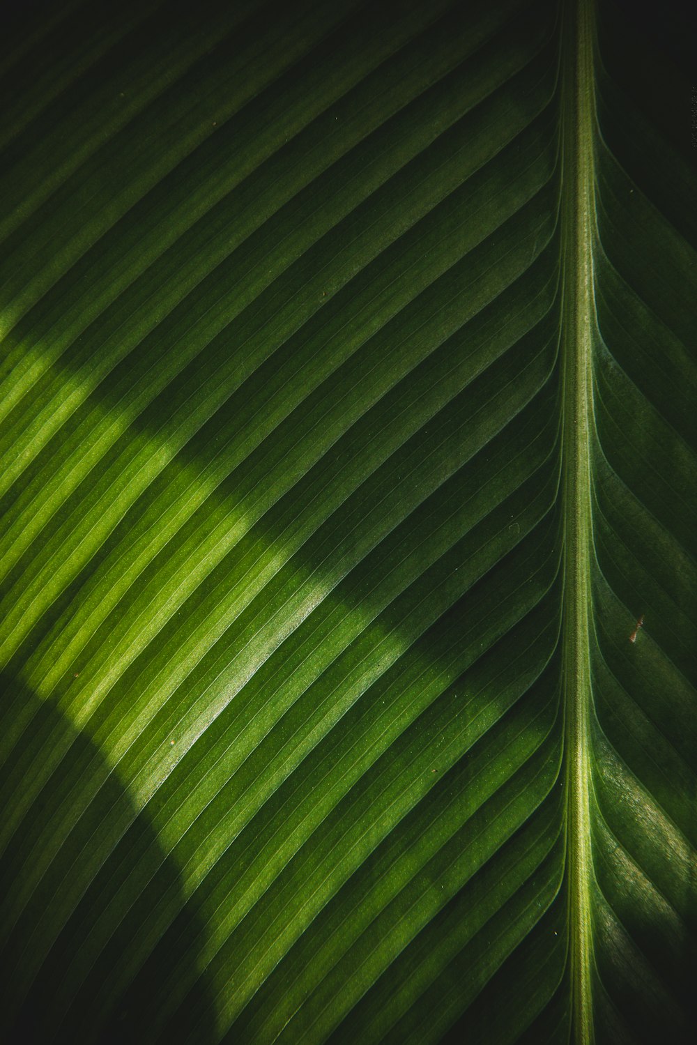 green leaf in close up photography