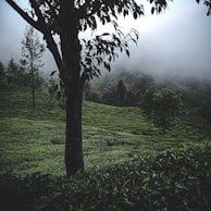 Panoramic view of the misty central highlands where our spices thrive in rich volcanic soil.