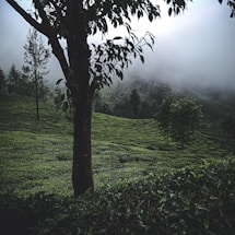 A serene mountain coffee plantation with mist and green coffee plants.