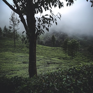 A serene coffee plantation in the hills of Kivu with morning mist.