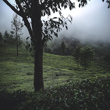 A serene mountain coffee plantation with mist and green coffee plants.