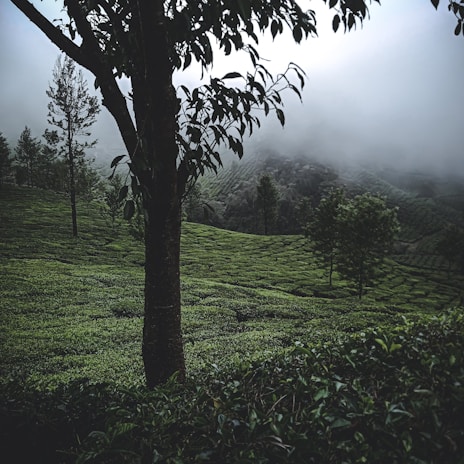 Mist-covered tea plantations rolling over the hills of Munnar in early morning light.