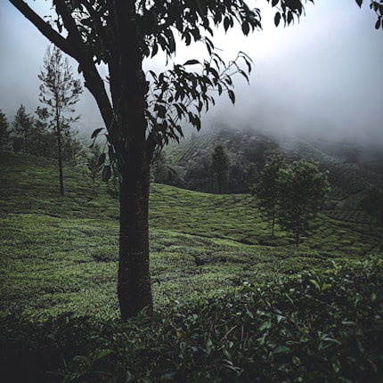 A misty hillside plantation with lush green tea plants stretching across rolling hills. A few trees punctuate the landscape, their branches silhouetted against the fog that envelops the distance.