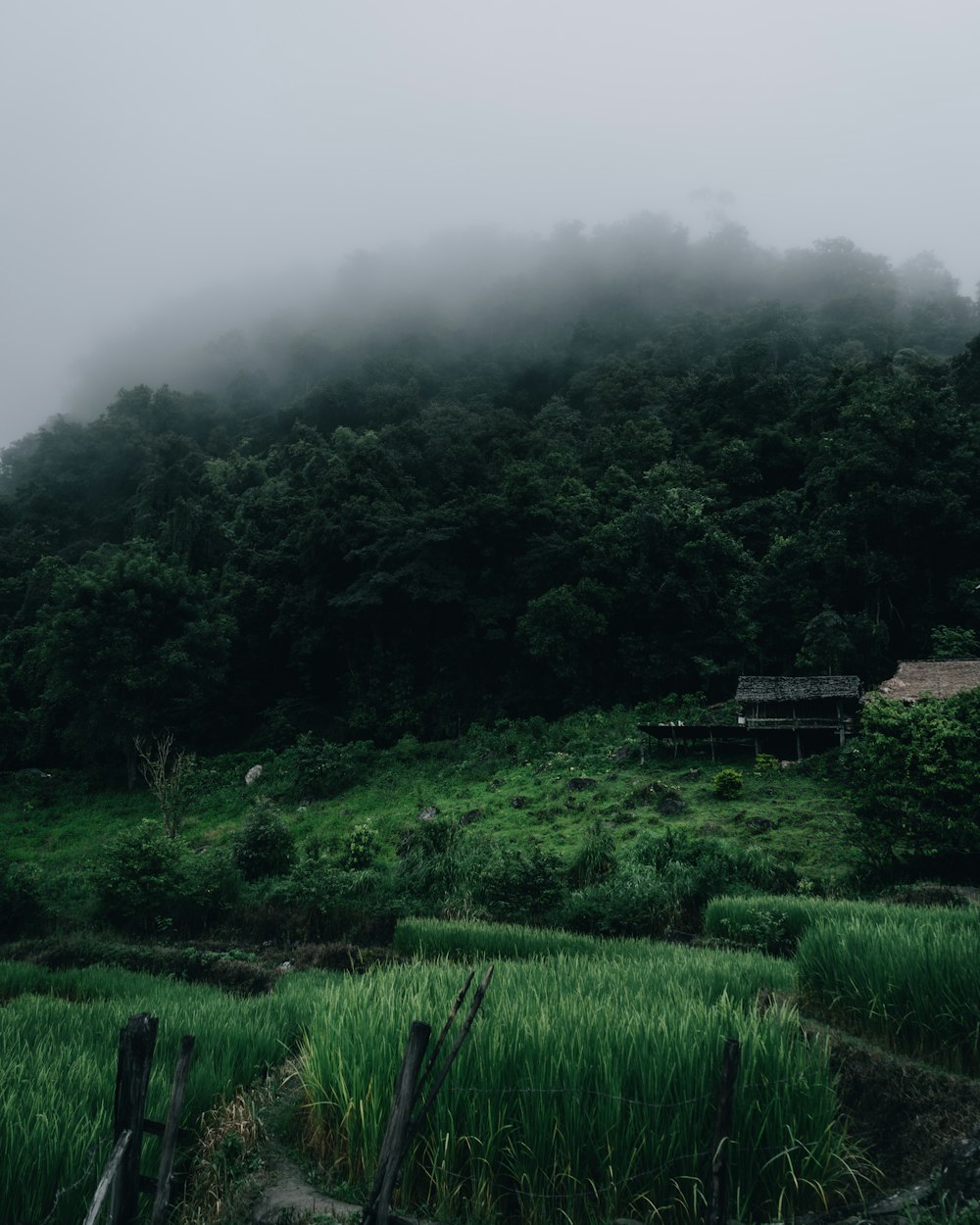 green grass field and trees covered with fog