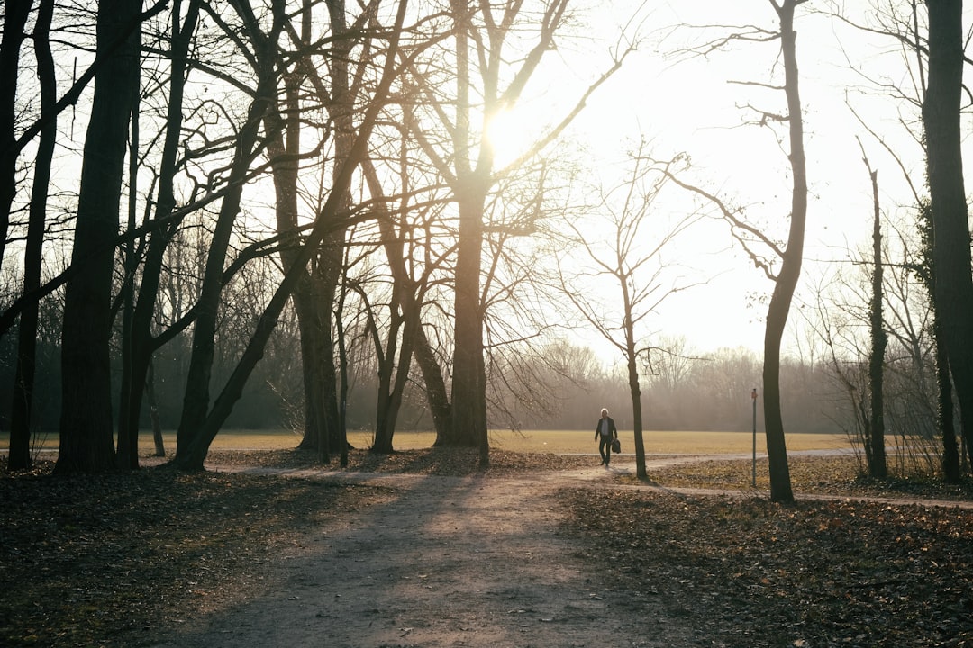 person walking on pathway between trees during daytime