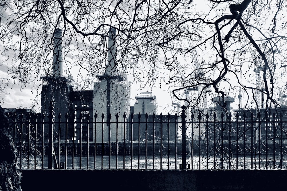 bare tree near white concrete building