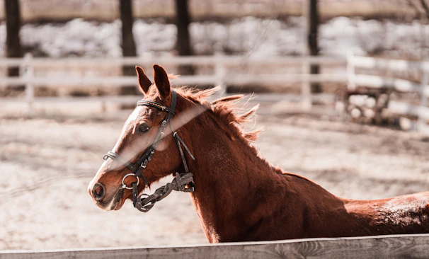 brown horse in close up photography during daytime