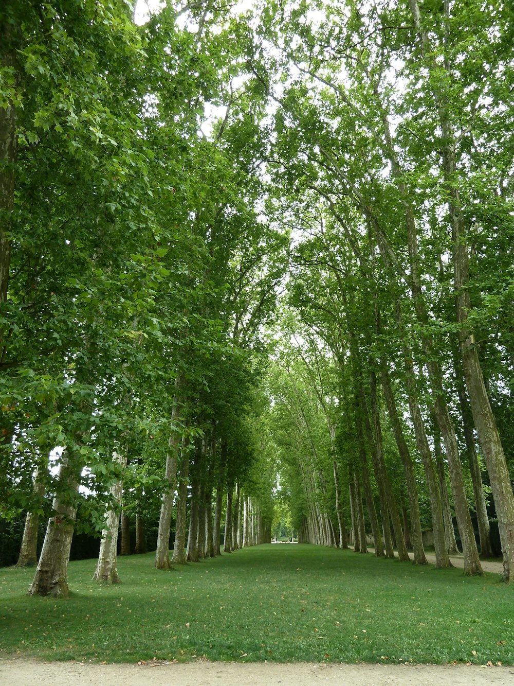 green grass field with trees