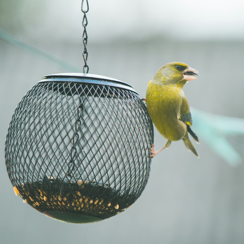 pássaro amarelo e preto na gaiola do pássaro preto do aço
