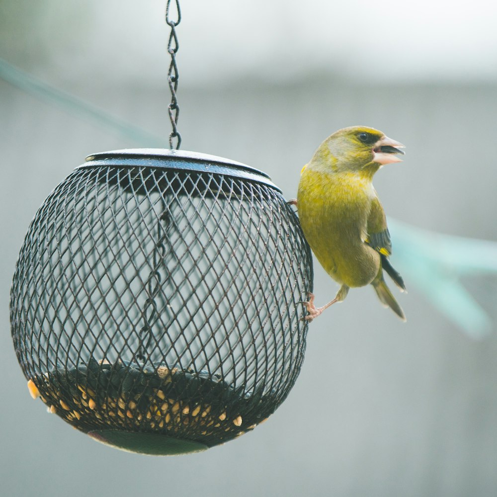 yellow and black bird in black steel bird cage