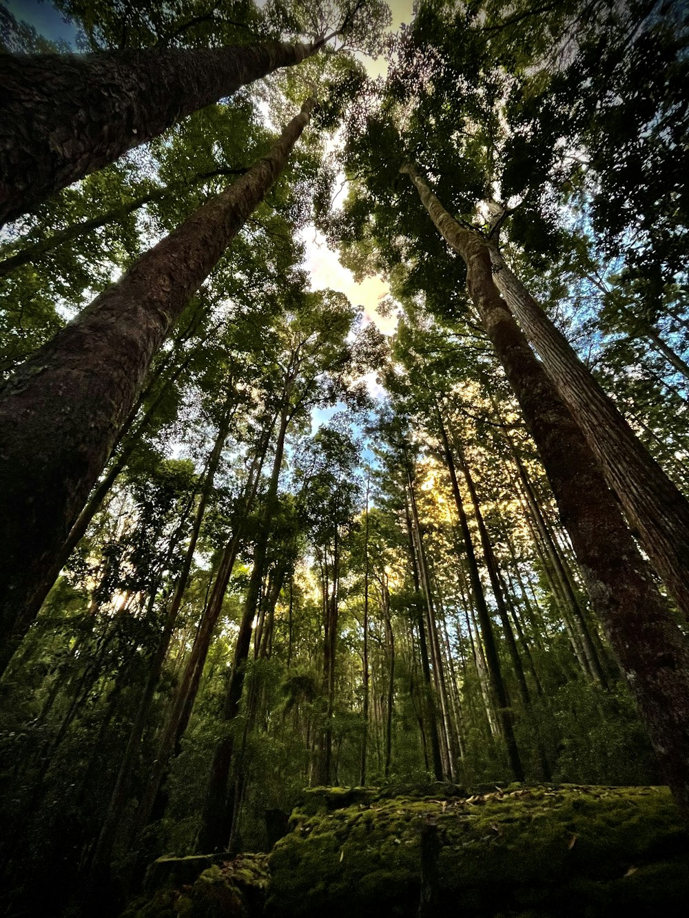 a forest filled with lots of tall trees