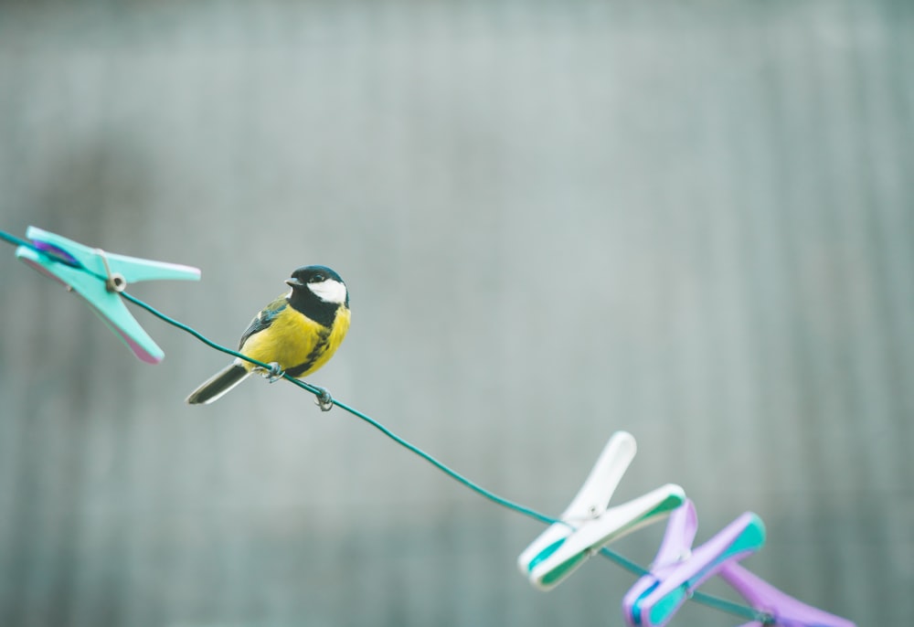 gelber schwarz-weißer Vogel auf grünem Draht