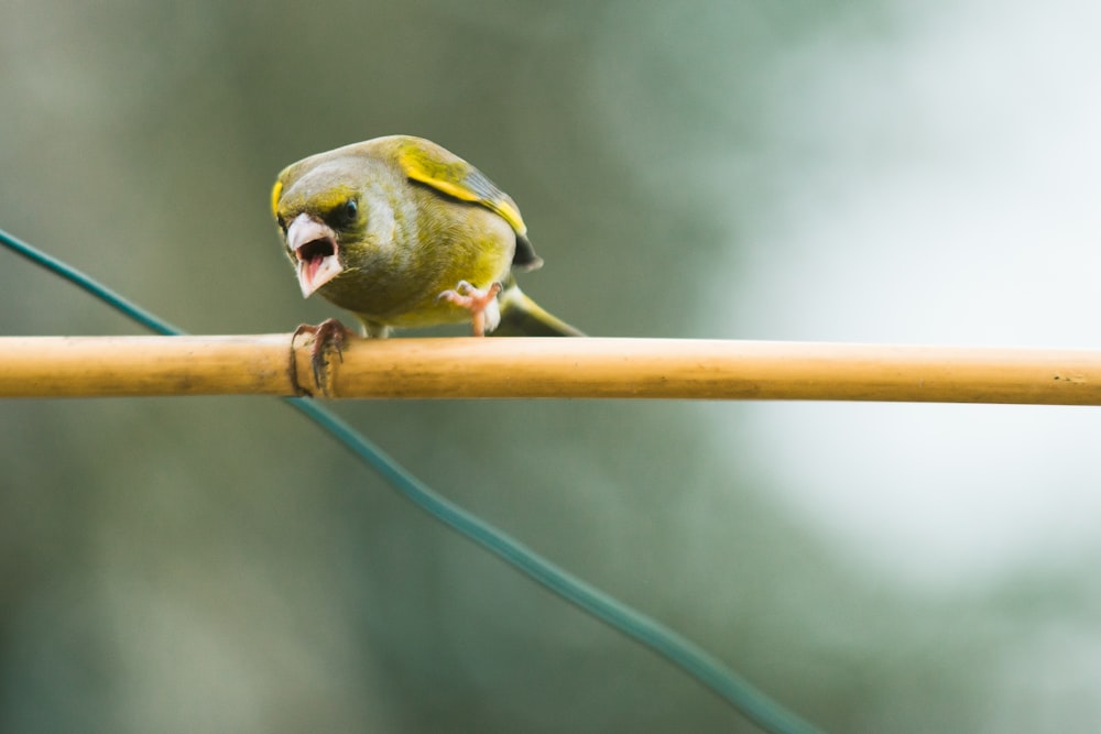 pássaro amarelo e verde no bastão marrom