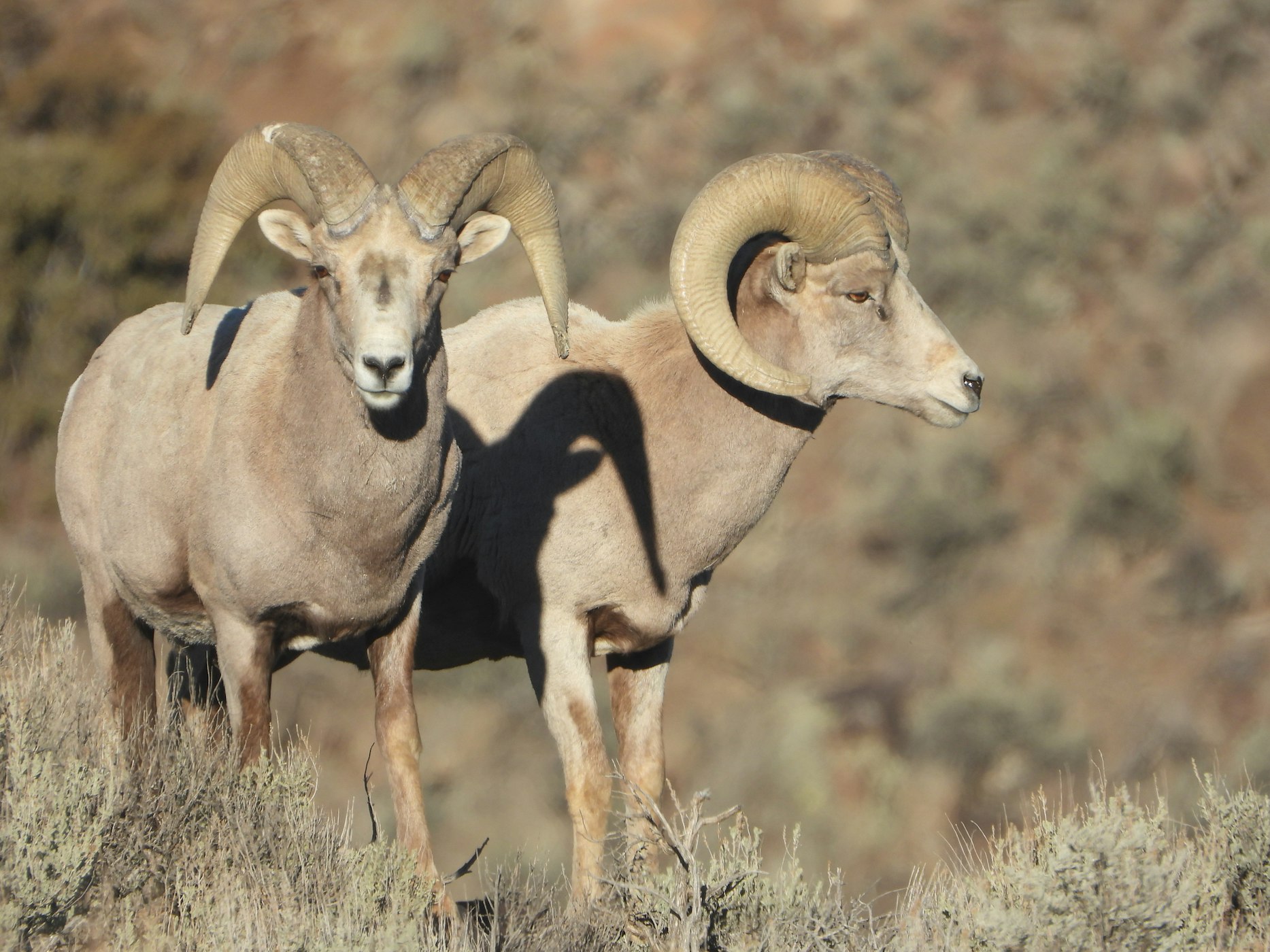 Rocky Mountain Big Horn Sheep Takes Out a Drone