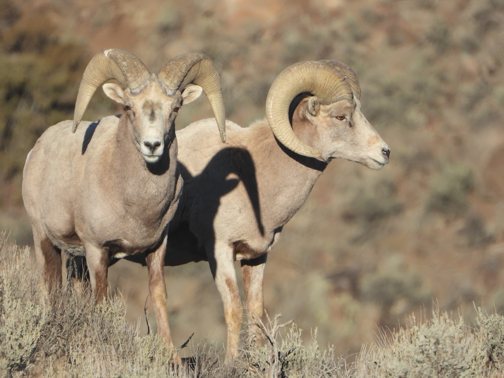 group of brown ram on brown grass field during daytime