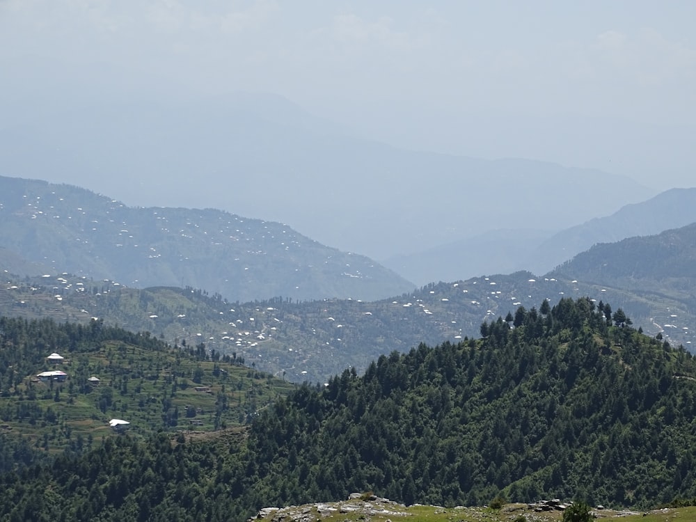 green trees on mountain during daytime