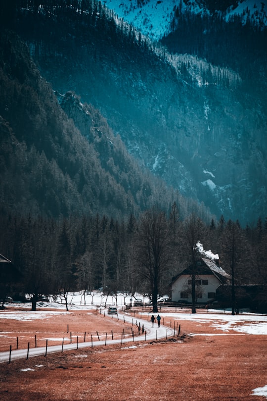 green trees near mountain during daytime in Logarska Dolina Slovenia