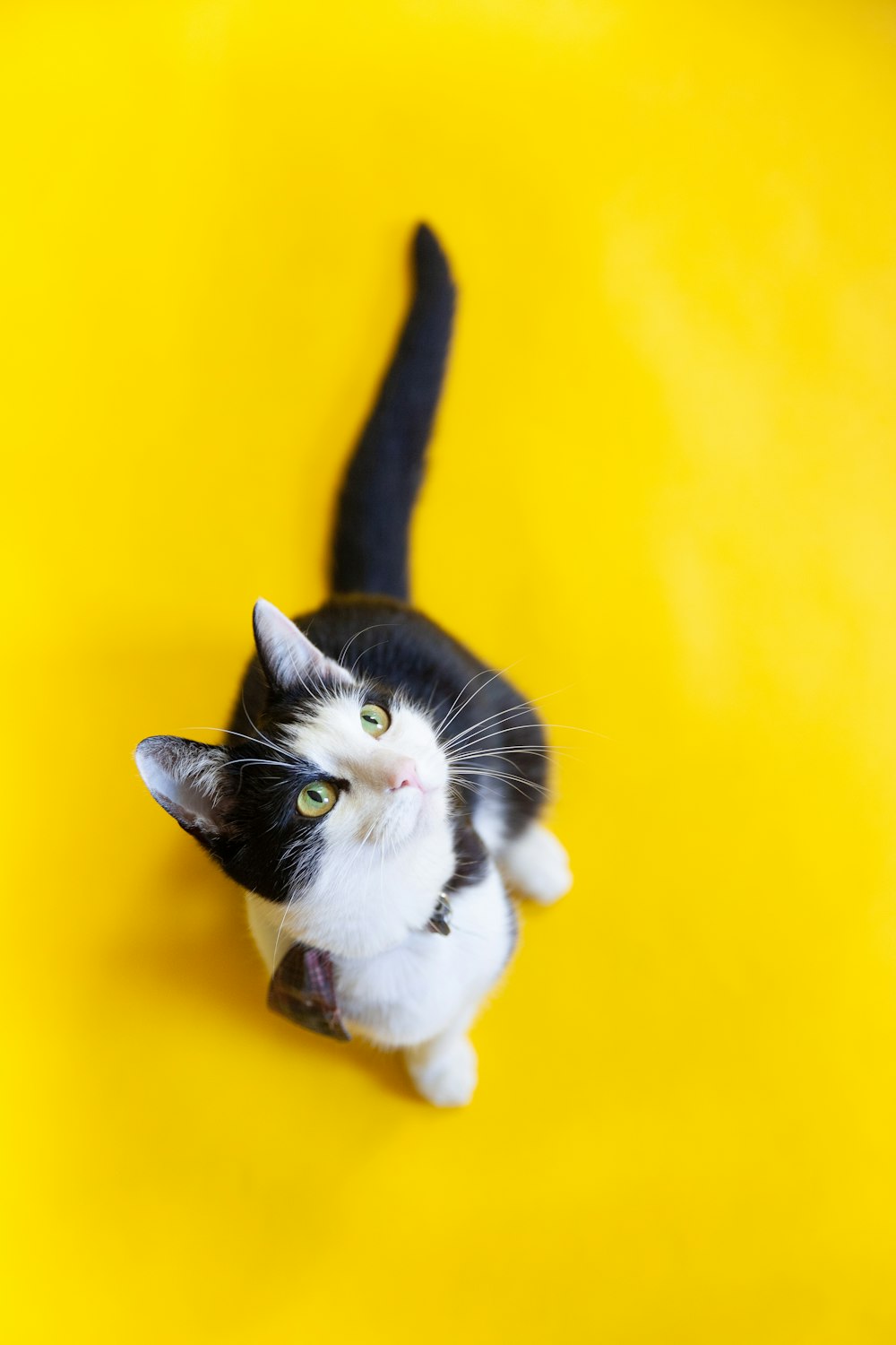 노란색 표면에 흰색과 검은 색 고양이
