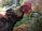 A proud breeder holding a j. kent bulik gamefowl with a backdrop of lush greenery.