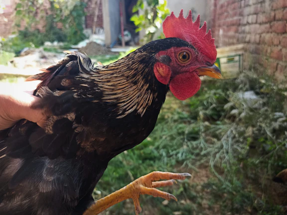 Portrait of a top Philippine breeder holding a prized J Kent Bulik game fowl.