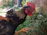 A proud owner holding a strong, alert young game fowl in a rustic training pen.