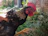 A proud owner holding a strong, alert young game fowl in a rustic training pen.