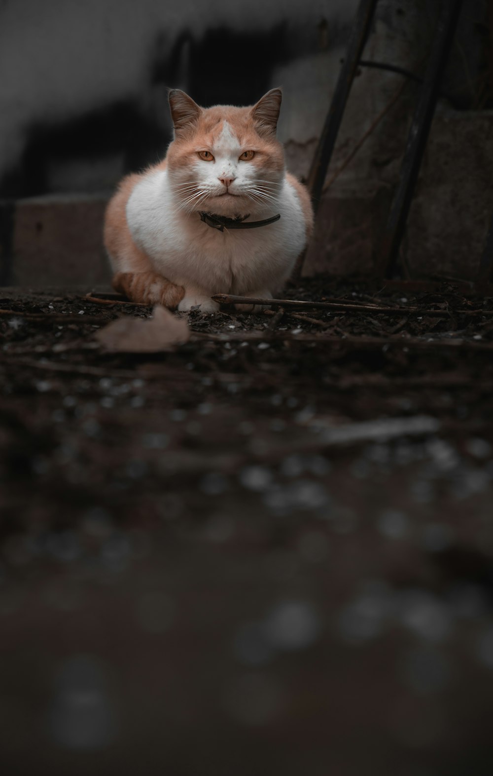 orange and white cat on brown and black concrete floor
