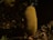 A large, textured, cylindrical, yellow fruit hangs from a tree, surrounded by foliage. The surface of the fruit is covered with small, bun-shaped protrusions. The lighting suggests a natural setting, possibly in a tropical or subtropical forest.