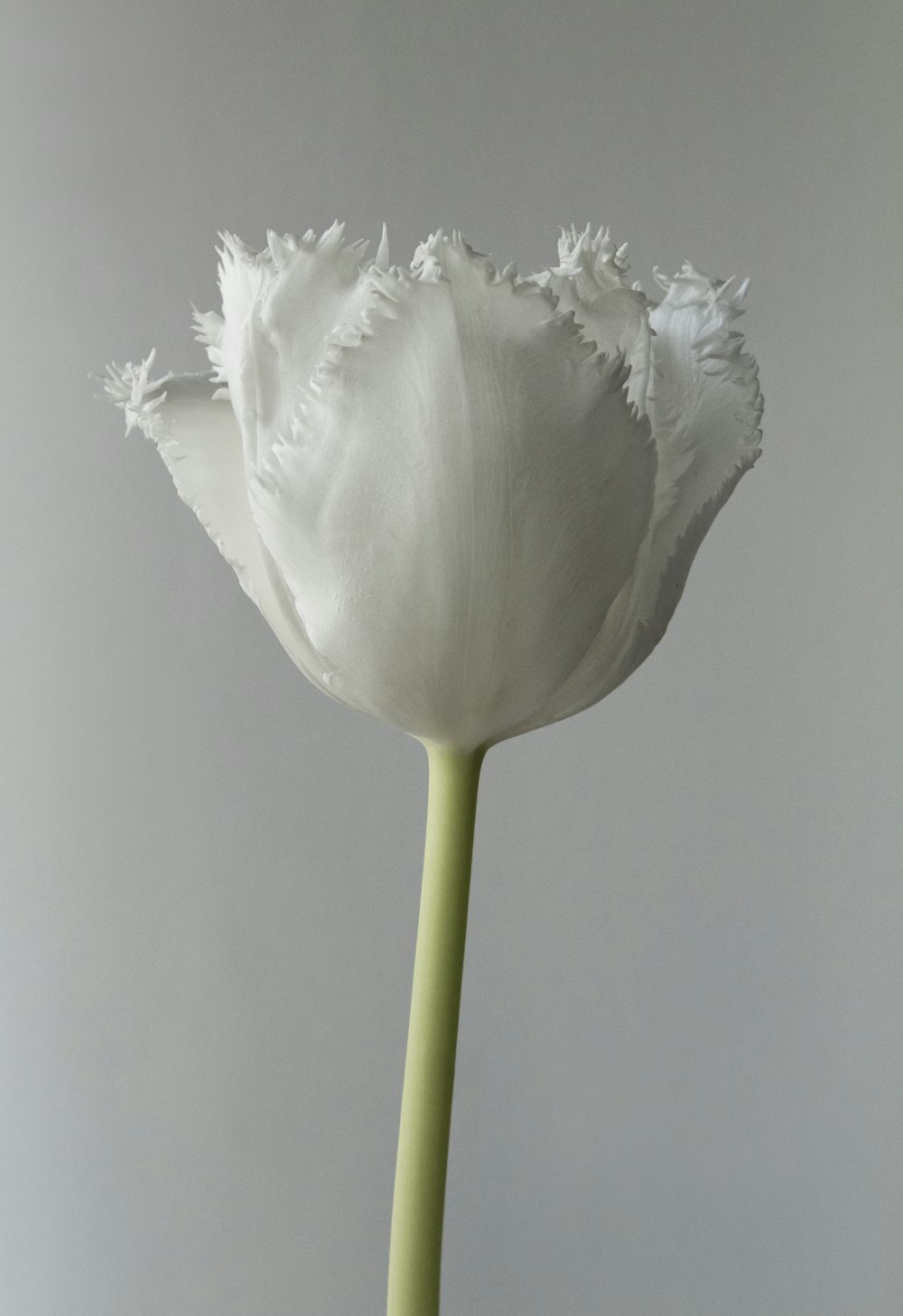 white flower in close up photography