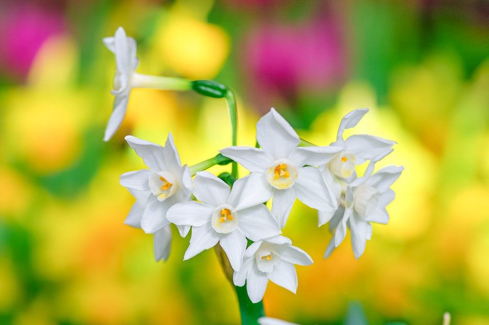 white flowers in tilt shift lens