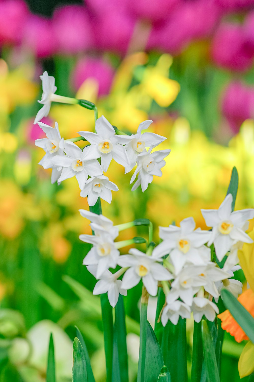 white and yellow flowers in tilt shift lens